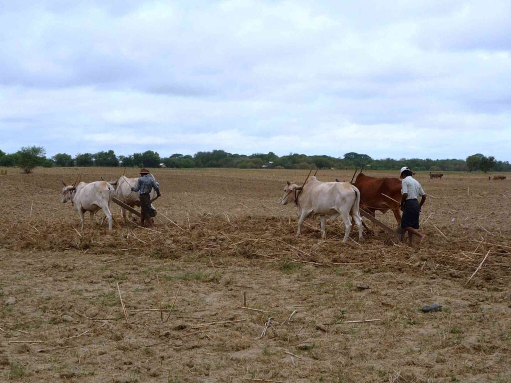 sie gehen ihrer Arbeit nach, gemächlich wie eh und je