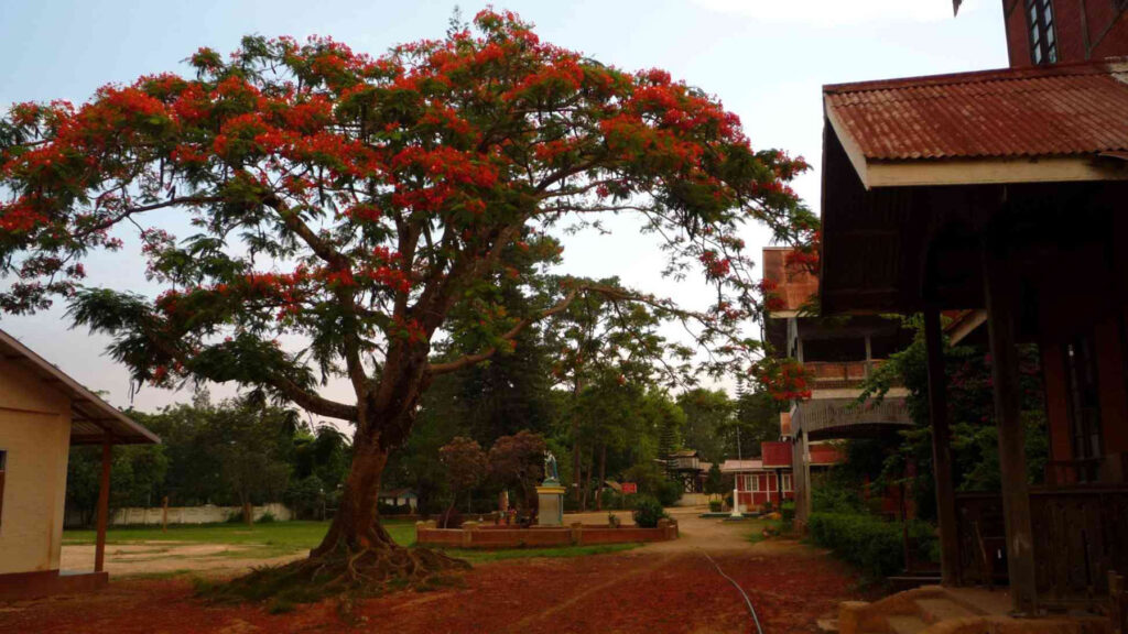Es ist ein „Flamboyant“. Er wird irgendwann einmal so aussehen und den Kindern viel Schatten im Schulhof spenden, wo die Temperaturen manchmal über 40°C klettern können